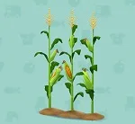 ポケ森 家具まとめ とうもろこし