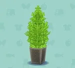 ポケ森 家具まとめ ゴールドクレスト